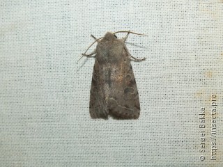 Orthosia incerta