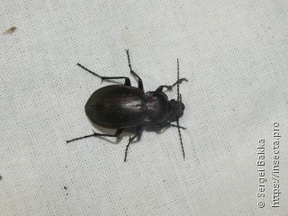 Carabus nemoralis