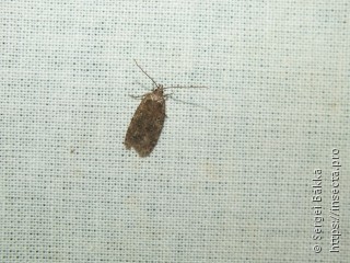 Agonopterix heracliana