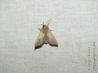 Orthosia cruda