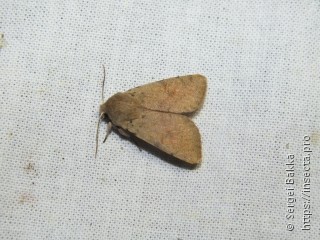 Orthosia cruda