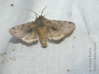 Orthosia incerta