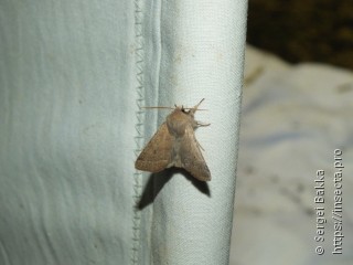 Orthosia cerasi