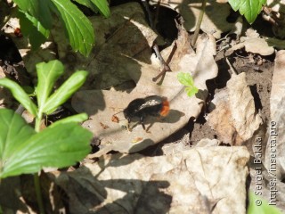 Bombus lapidarius