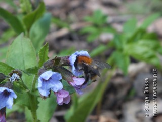 Bombus pascuorum