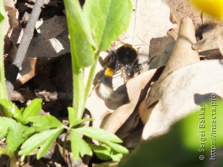 Bombus terrestris