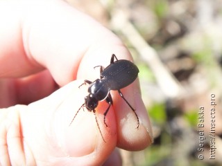 Pterostichus melanarius