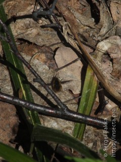 Bombylius major