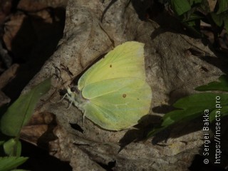 Gonepteryx rhamni