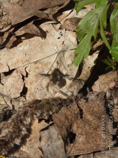 Bombylius major