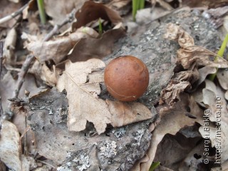 Cynips quercusfolii