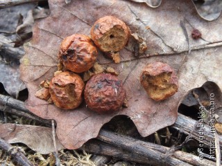 Cynips quercusfolii