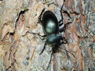 Carabus glabratus