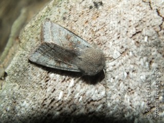 Orthosia opima