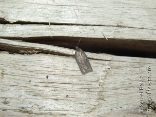 Acleris lipsiana