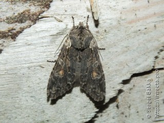 Lithophane consocia