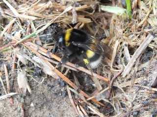 Bombus lucorum