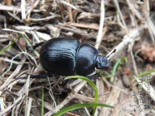 Anoplotrupes stercorosus