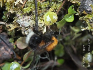 Bombus hypnorum