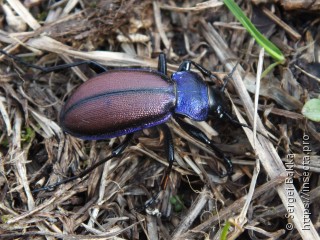 Carabus schoenherri