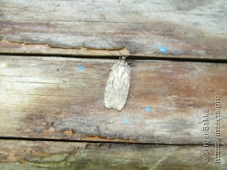 Agonopterix