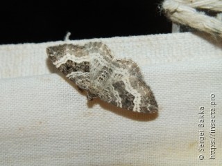 Epirrhoe alternata