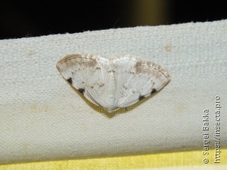 Lomographa bimaculata