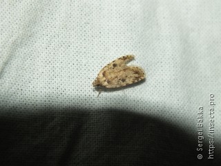 Agonopterix arenella