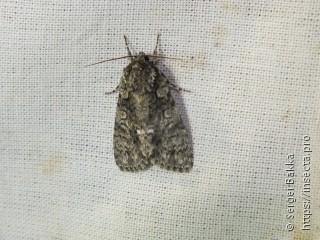 Acronicta rumicis