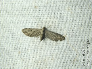 Eupithecia ochridata