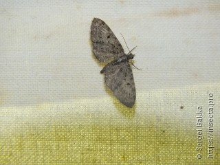 Eupithecia subfuscata