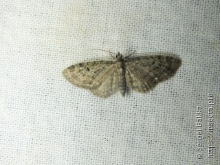 Eupithecia subfuscata