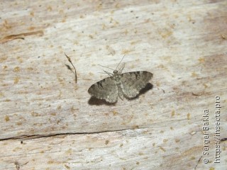 Eupithecia conterminata