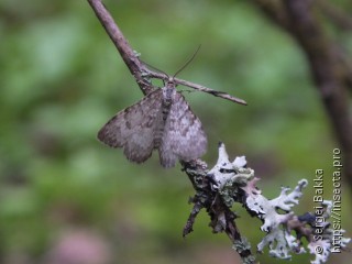 Xanthorhoe annotinata