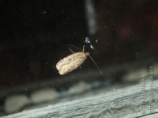 Agonopterix ciliella