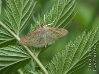 Paratalanta pandalis