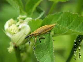 Lixus iridis