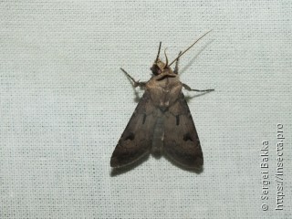 Agrotis exclamationis