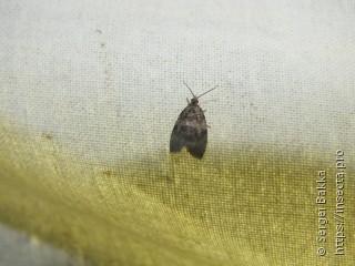 Celypha lacunana