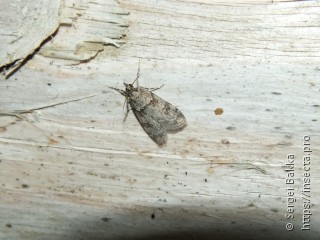 Scoparia subfusca