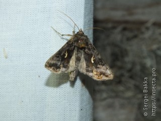 Autographa mandarina