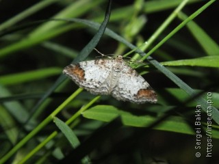 Venusia blomeri