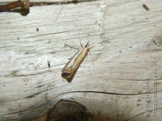 Catoptria margaritella