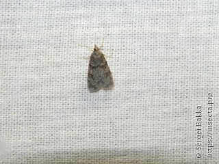 Scoparia ancipitella