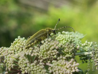 Lepturobosca virens