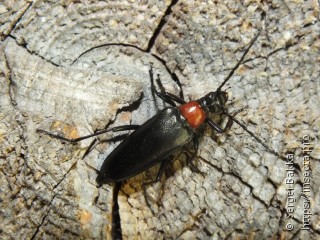 Macroleptura thoracica