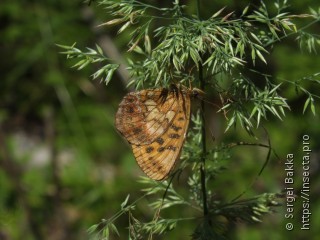 Boloria thore