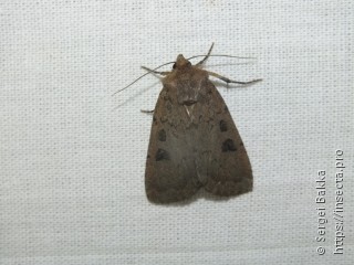 Graphiphora augur