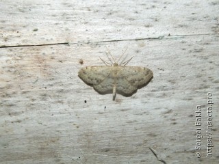 Idaea