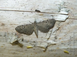 Имаго  Eupithecia selinata